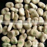 Broad Beans/horse Beans/fava