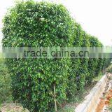 Ornamental Plants Ficus Benjamina thumbnail-5