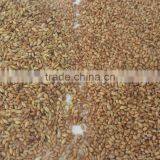 Best Price Cereal CCD Color Sorter in China Manufacture thumbnail-2
