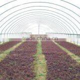 Low Cost Plastic Covered Metal Hoop Greenhouse thumbnail-6