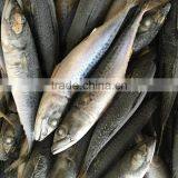 Seafood Good Quality Seafrozen Pacific Mackerel thumbnail-1