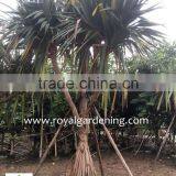 Pandanus Utilis High 4-5m thumbnail-2