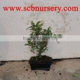 Zanthoxylum Bonsai Art 15cm thumbnail-1