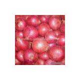 Sell PW-Onion thumbnail-1