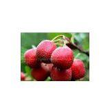 Haw Juice Concentrate thumbnail-1