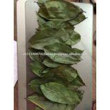 DRIED SOURSOP LEAVES thumbnail-3