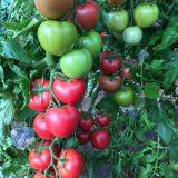 YiNong company overview - view 4 thumbnail