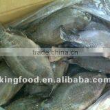 Supply frozen tilapia