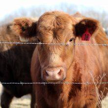 Factory Supply 500 Meters Galvanized Steel Barbed Wire Per Roll for Farm Mountain Prison Wall Protection thumbnail-4