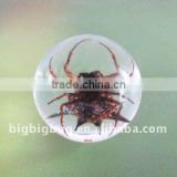 R25S05 Acrylic Insect-embedded Marble