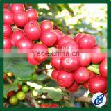 Bulk Raw Coffee Beans, 100% Laos Arabica Coffee Beans thumbnail-1