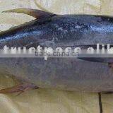 YELLOWFIN TUNA thumbnail-1
