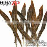 ZPDECOR Factory Wholesale Leading Selling Natural 15cm-20cm Golden Pheasant Tail Feathers for Carnivals thumbnail-4