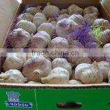 Fresh Jinxiang Garlic thumbnail-4