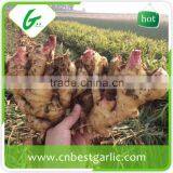 Made in China Edible Ginger thumbnail-6