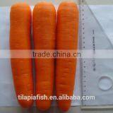 Fresh Carrot, Bulk Carrot on Sale thumbnail-1