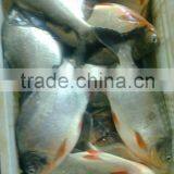 2016 New Coming Frozen Pomfret Fish thumbnail-2