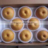 Fresh Pear 2016 Crop thumbnail-2