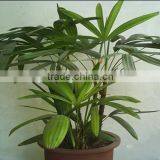 Bamboo Seedling thumbnail-2