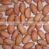 Good Quality Shandong Long Shape Peanut Kernel thumbnail-1