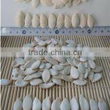 High Quantity Snow White Pumpkin Seeds 9-14cm thumbnail-1