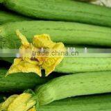Chinese Hybrid Short Luffa Seeds Hybrid Luffa Seeds