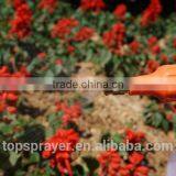 2L Pressurized Herbicide Sprayer Garden Sprayer Plastic Pump Sprayer thumbnail-6