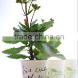 230 Gsm PLA Coated Paper Laminated Paper Double Layer thumbnail-2