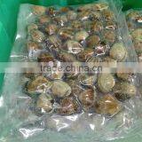 Frozen Short Neck Clam thumbnail-1