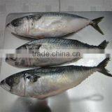 Frozen Seafood Frozen Whole Round Mackerel on Sale thumbnail-1
