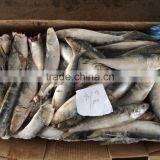 Zhengyuan Good Quality Seafrozen Sardines thumbnail-1