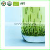 High Quality Wholesale Green Tea Loose Tea thumbnail-1