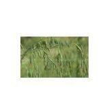 Oat Straw Extract 10:1 thumbnail-1