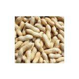 Chinese Peanut in Shell