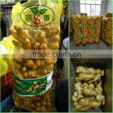Beautiful Shape And Bright Yellow Skin Fat Ginger Chinese Spicy Ginger thumbnail-5