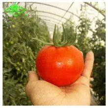 Wholesale Polyethylene Greenhouse Covering Film With High Quality thumbnail-3