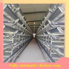 Fully Automatic Chicken Coop and Non Fully Automatic Chicken Coop thumbnail-4