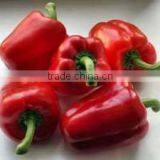 Oleoresin Capsicum thumbnail-4