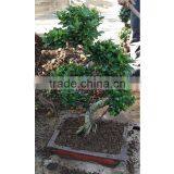 S Shape Ficus Good Gift for Teacher thumbnail-1
