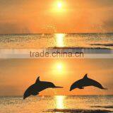 Sunglasses Polarized Test Card