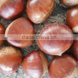 Fresh Chestnut thumbnail-2