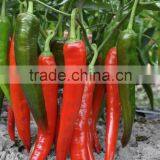 Hot Sale Hybrid High Yield Chili Pepper Seeds for Growing-Xian Mei thumbnail-2