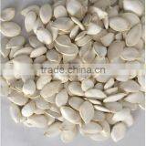 Heilongjiang Good Quality of Raw Snow Pumpkin Seed Factory Sale to Iran Market thumbnail-2