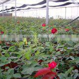 Factory Price 40m-100m Vegetable Greenhouse for Agriculture/commercial/industrial Used thumbnail-3
