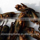 Wild Birds Food Freeze Dried Crickets;Dried Crickets for Wild Birds thumbnail-1