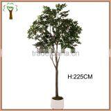 Big Plasticated Olive Fruits Tree Producing thumbnail-1
