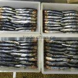 New Landing Fresh Frozen Anchovy for Fish Meal thumbnail-2