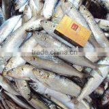 Sardine Fish thumbnail-1