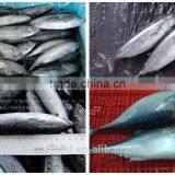 Best Price 300-500G Frozen Bonito Fish thumbnail-3