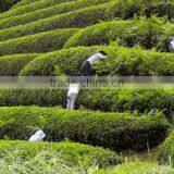 Japanese Green Tea Powder Organic Matcha Grown in Uji Kyoto Harima en thumbnail-1